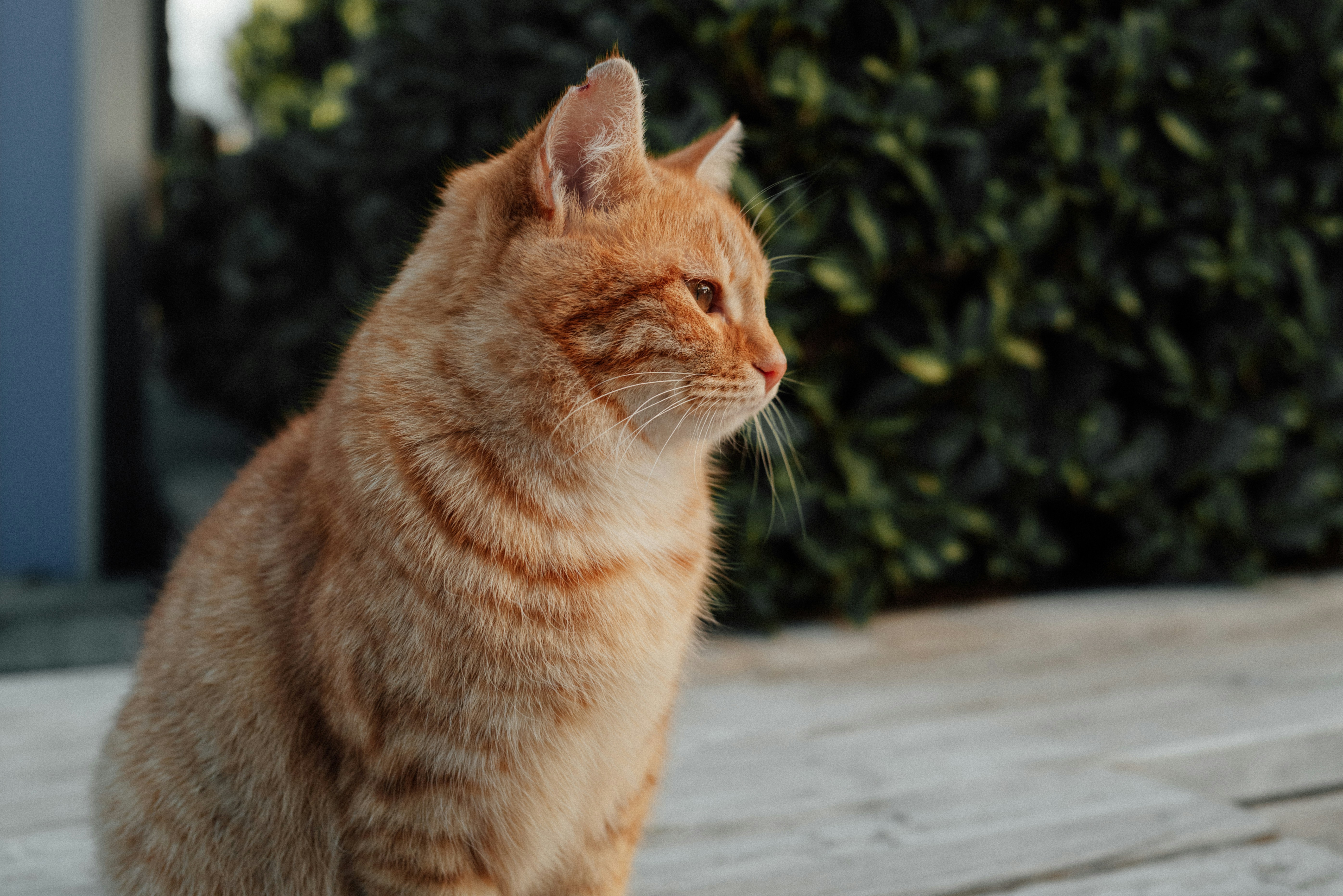 a close up of a cat sitting on the ground